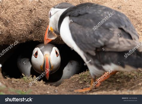 Atlantic Puffin Burrow Stock Photo 1461959036 | Shutterstock