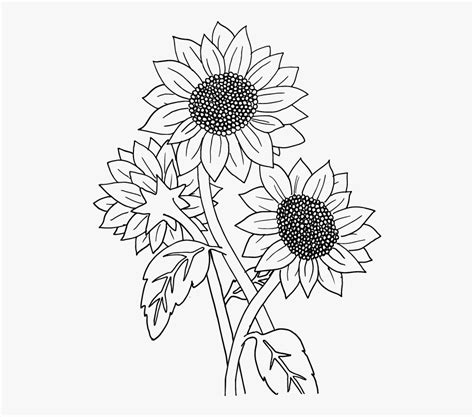 Sunflower Clip Art Black And White Vector