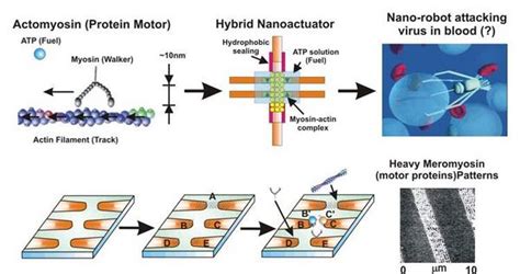 Biophysics | Department of Physics