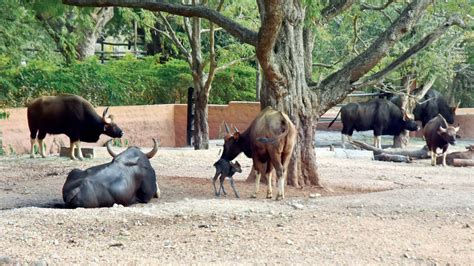 CZA to launch captive breeding to protect endangered species - Star of Mysore