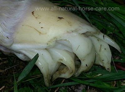 Newborn Foal Hoof - Feathers | Horse grooming, Horse care tips, Horse health