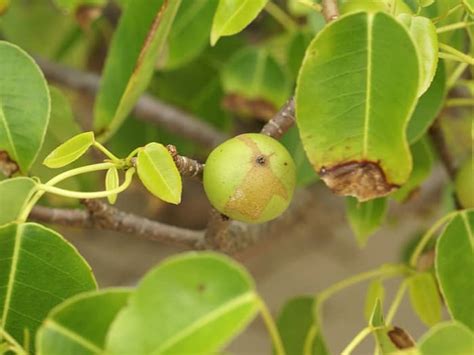 The Manchineel Tree: The Most Dangerous Tree on Earth? - Owlcation