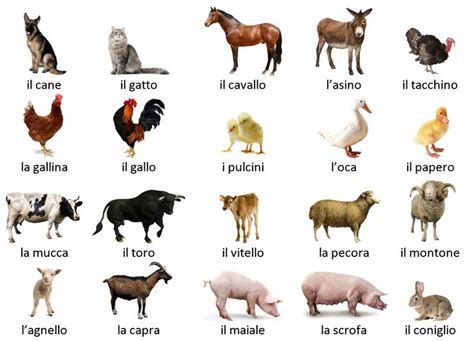 FARM ANIMALS - Italian words list with audio and exercises. Visit this page to listen the ...