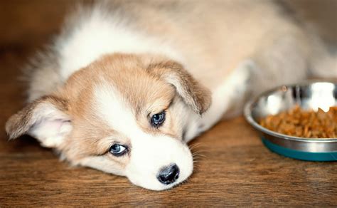 8 Possible Reasons Your Dog Isn’t Eating | Reader's Digest Canada