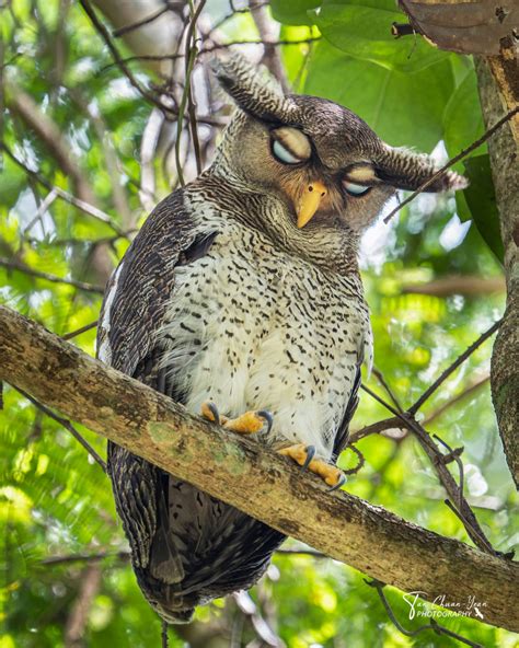 Rare Barred Eagle-Owl Spotted In Bukit Timah, Intrigues Netizens With Hootiful Large Eyes