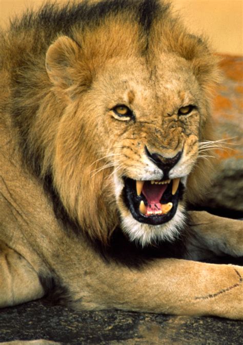 Lion Snarling | Taken near Lobo, Serengeti, Tanzania | alw5678 | Flickr