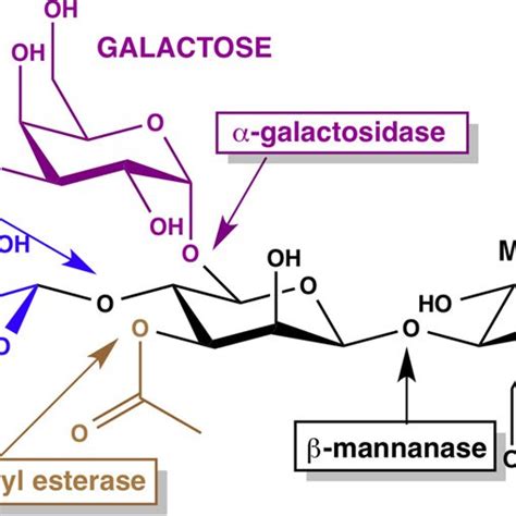 Chemical structure of acetylated galactoglucomannan demonstrating the ...