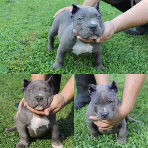 53 HQ Photos Blue Bully Puppies For Sale In Nc / Blue Pitbull Puppies ...