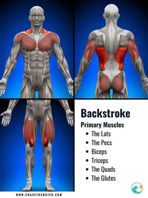 What Muscles Do I Use When I Swim? (With images and strokes) - Chase the Water