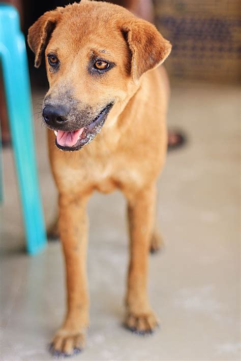 Street mongrel dogs of Davao, Philippines. These are known as ‘askals ...