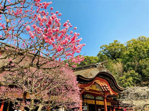 15 Best Places to See Plum Blossoms in Japan 2024 | Japan Wonder Travel ...