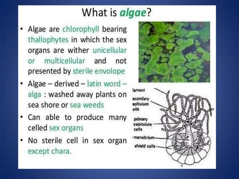 SOLUTION: Algae classification kingdom or types of algae - Studypool