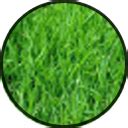 Rhodes Grass Supplier & Exporter in Pakistan