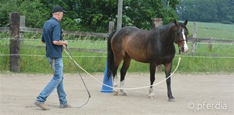 Lunging your horse on the bit or with a cavesson – which is right?