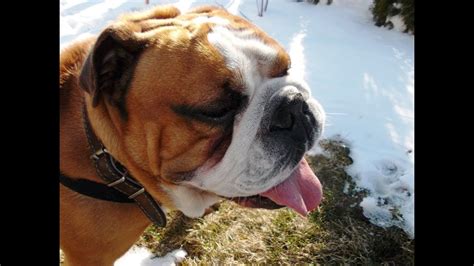 English Bulldog agility training - YouTube