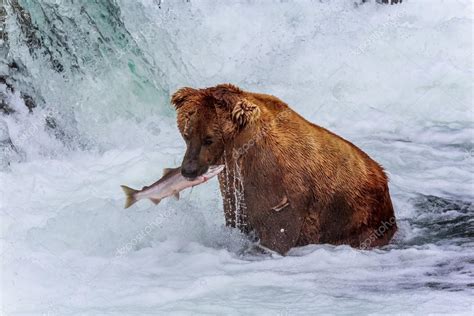 Grizzly Bears of alaska — Stock Photo © fotowalk #103664064