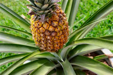 Pineapple HD Wallpapers - Wallpaper Cave