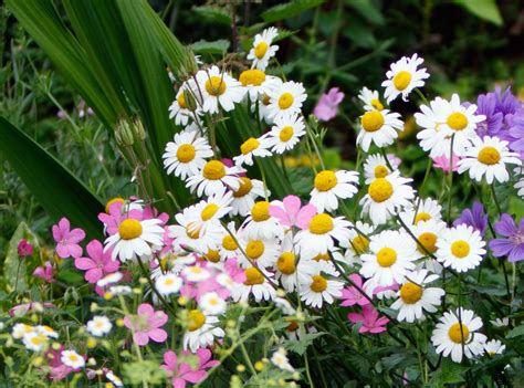 Daisy Flowers Free Stock Photo - Public Domain Pictures
