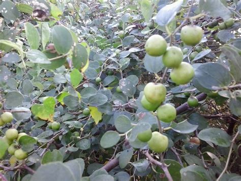 Tatapudi Village: Regi Pandu Tree