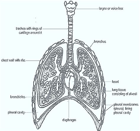 Mammal Respiratory System