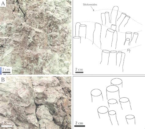 —Outcrop view of prismatic soil structures with line drawings. A ...