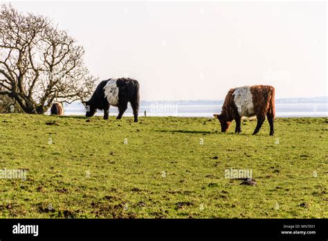 Red belted Galloway cattle in a coastal field near Arnside, UK. April 2018 Stock Photo - Alamy