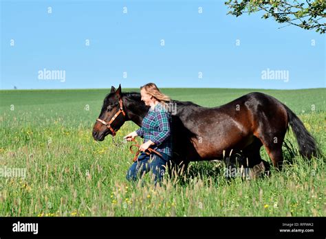 Woman with American Quarter Horse, Stallion, stud stallion, breeding ...