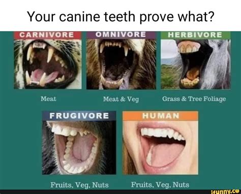 Omnivores Teeth