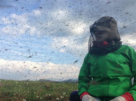 This Is What Mosquito Swarms Look Like In Alaska | Unofficial Networks