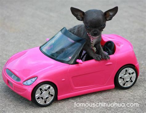 tiny teacup-size blue chihuahua drives a pink convertible!| famous chihuahua