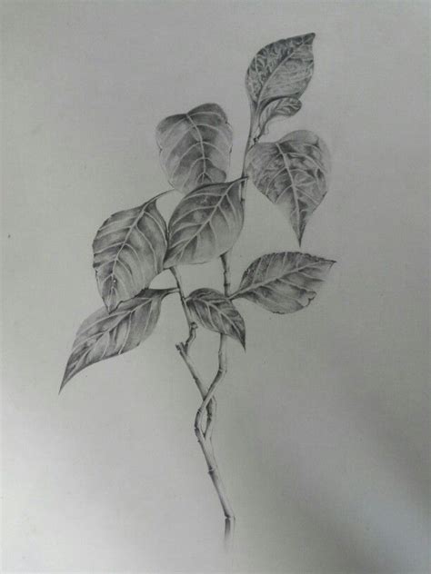 Nature Drawing Pencil Shading