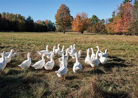 In Praise of the Christmas Goose | Down East Magazine