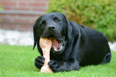 A black Labrador eating a big raw bone in the garden | Honden