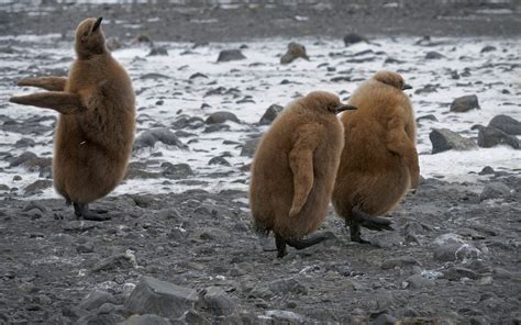 Total Fitness. King Penguin (Aptenodytes patagonicus) chicks. Salisbury ...