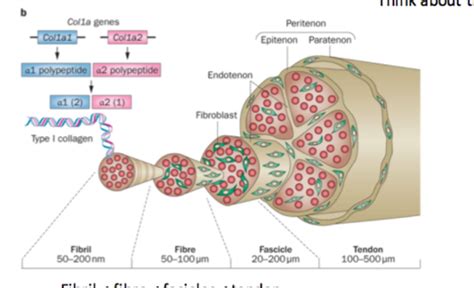 Week 2: Tendon and Ligament Histology & Function Flashcards | Quizlet
