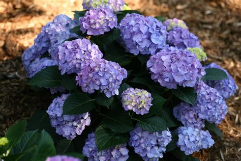 How to Grow & Care for Bigleaf Hydrangeas (Hydrangea Macrophylla ...