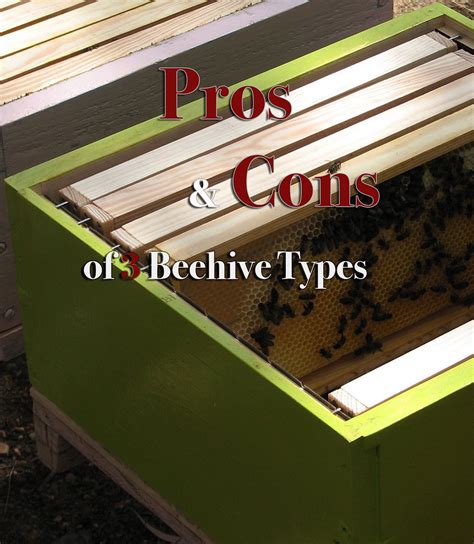 The Pros and Cons of Beehive Types