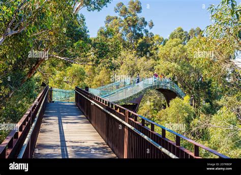 People on the Kings Park Lotterywest Federation Walkway Bridge, Perth, Australia Stock Photo - Alamy