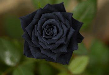 11 Types of Black Flowers - ProFlowers Blog