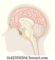 Free art print of Median Section of Human Brain Diagram. Median Section of Human Brain ...