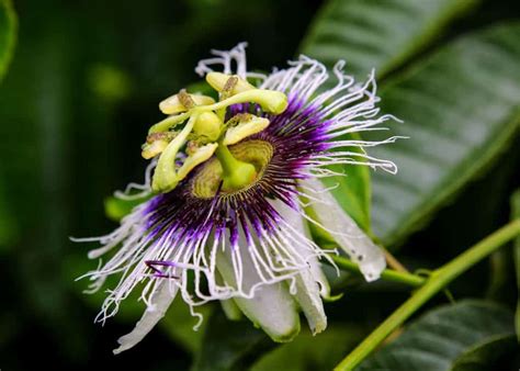 Maracuya: Passion Fruit Guide (Taste, 7 Benefits, How to Eat it ...