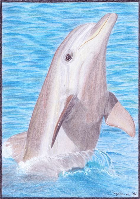 Dolphin jumping out of water drawing by stefanie-art on DeviantArt