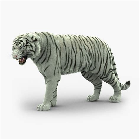 Tiger 3D Models for Download | TurboSquid