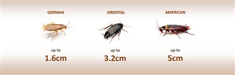 German Cockroach Outbreak in South Africa – What You Need to Know and How to Control It | HYCHEM ...