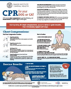 Pet Cpr Classes