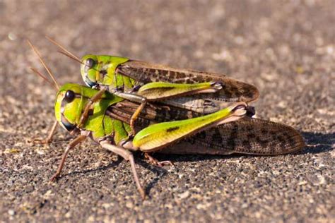 They're Not Locusts | 7 Things You Didn’t Know About Cicadas | TIME.com