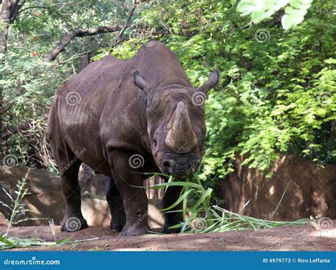 Black Rhino stock image. Image of eating, species, mammal - 4979773