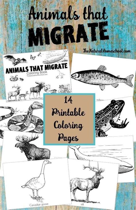 Animals that Migrate in Winter ~ Printable Coloring Pages - The Natural ...