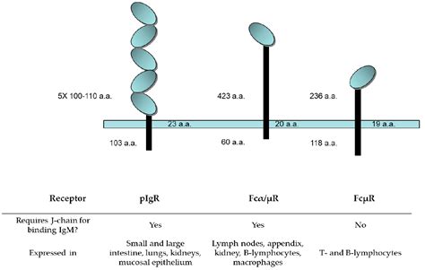 Antibodies | Free Full-Text | Structure, Function, and Therapeutic Use ...