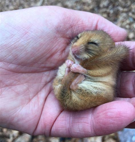 Dormouse found sleeping in the country estate once the pride of William ...